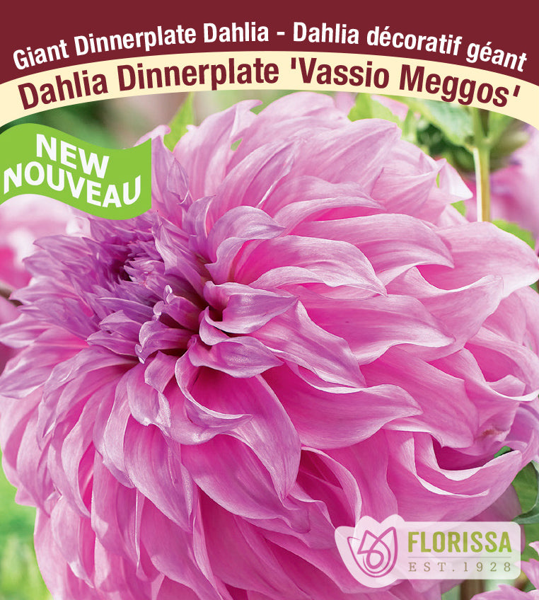 Dahlia Giant Dinnerplate - Vassio Meggos Bulk