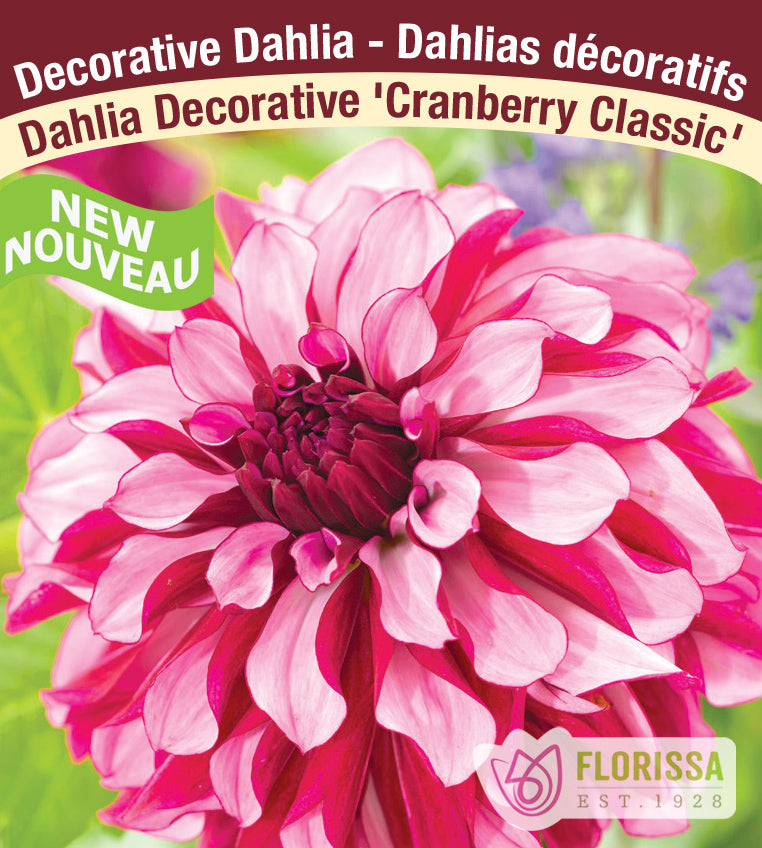 Dahlia Decorative - Cranberry Classic Bulk