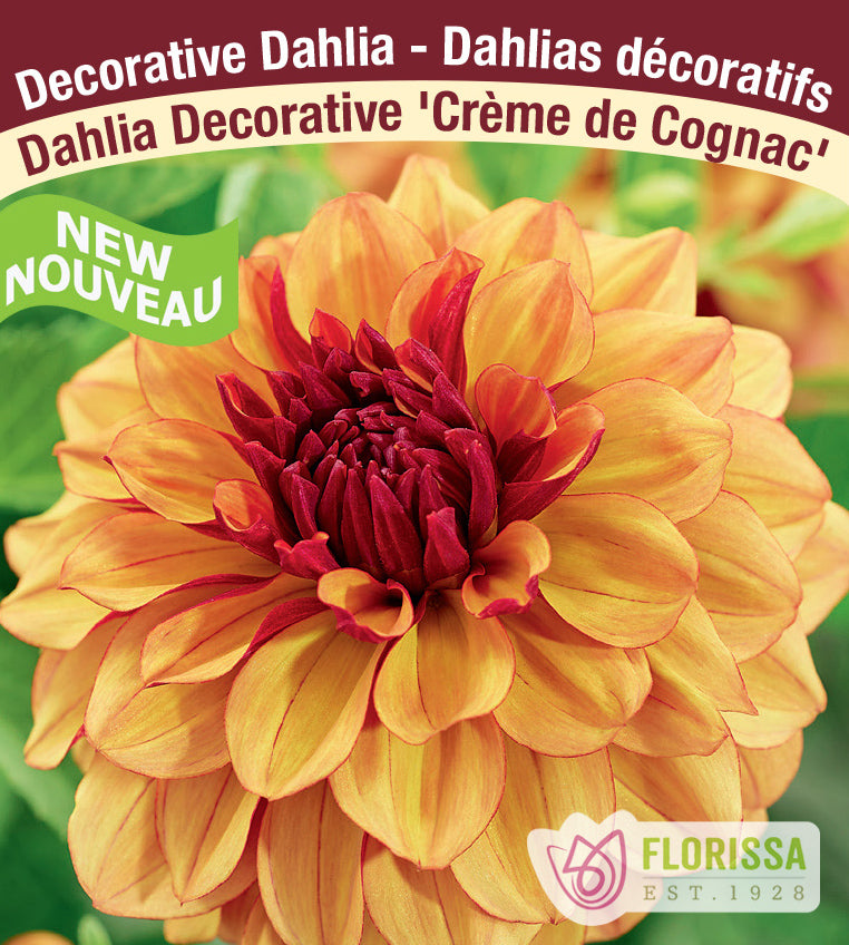 Dahlia Decorative - Crème de Cognac Bulk