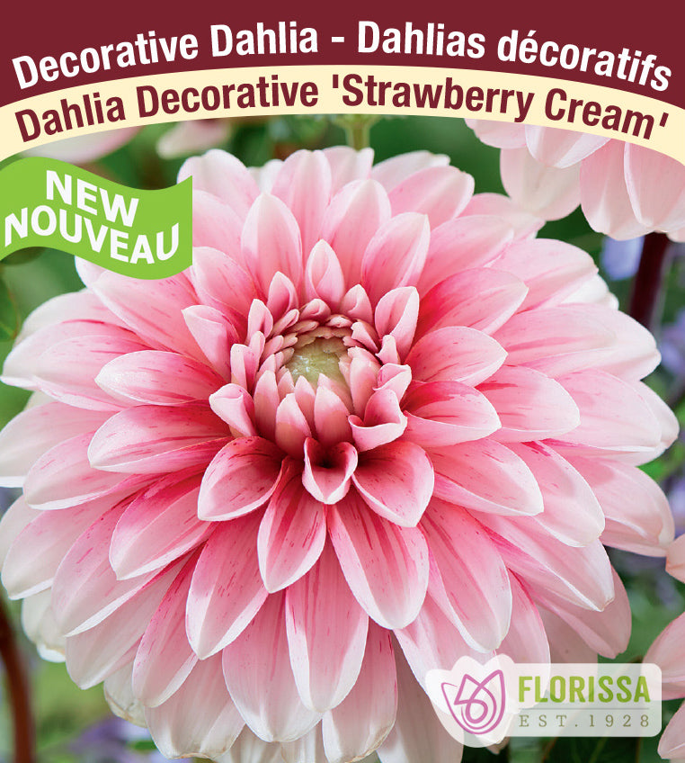 Dahlia Decorative - Strawberry Cream Bulk