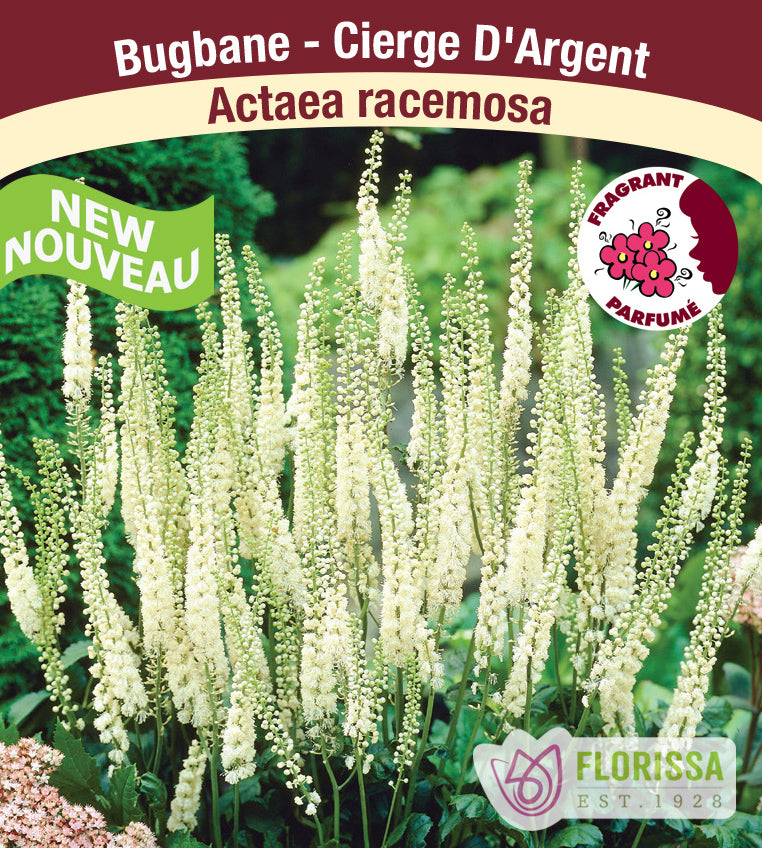 Actaea - Racemosa