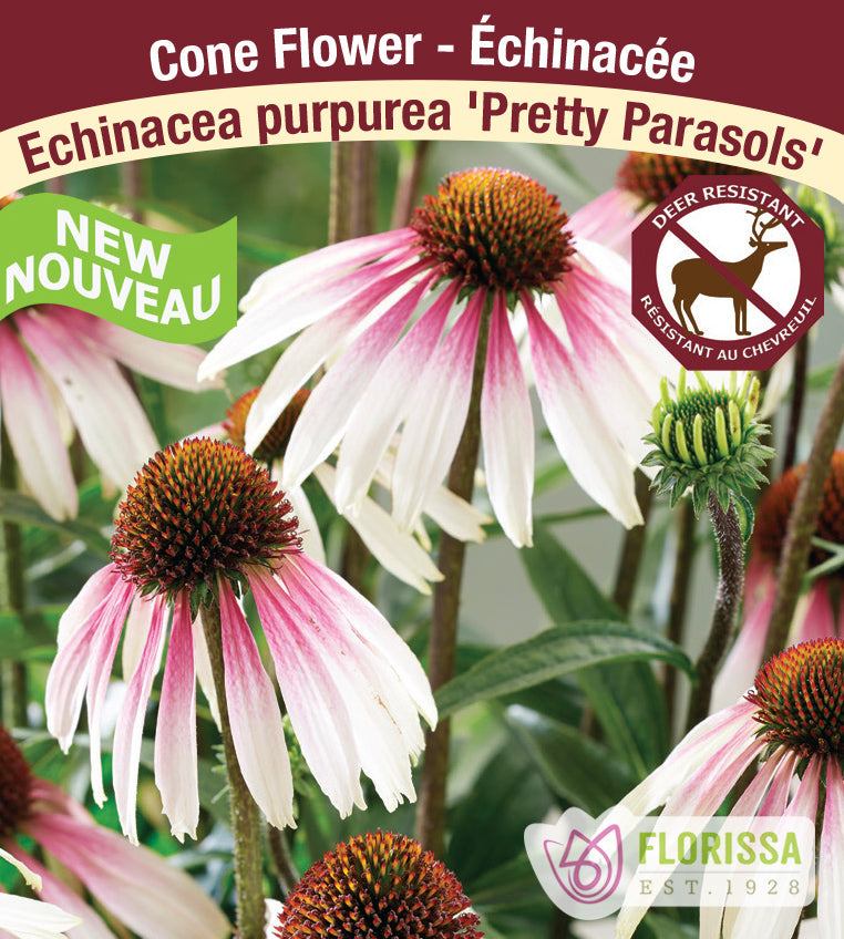 Echinacea - pur. Pretty Parasols