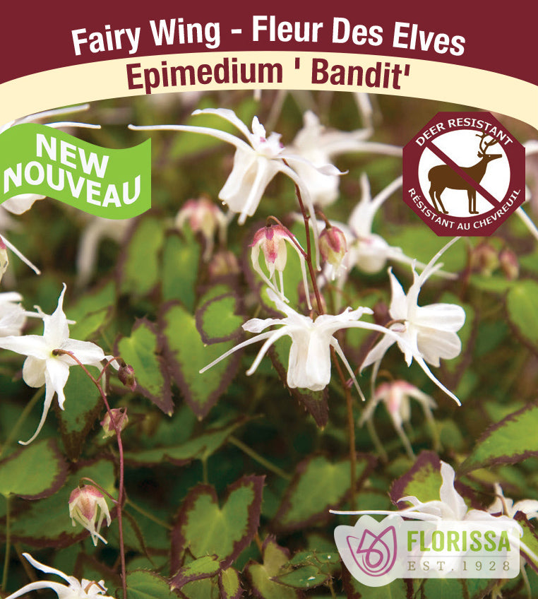 Epimedium - Bandit