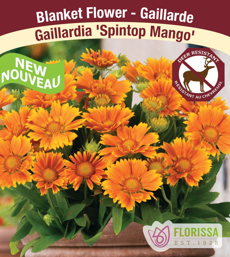Gaillardia - Spintop Mango