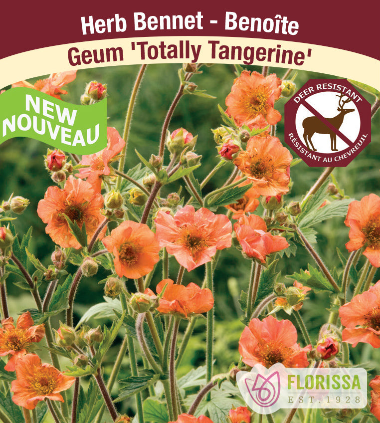 Geum - coccineum Totally Tangerine