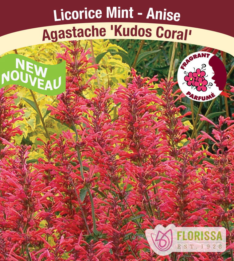 Agastache - Kudos Coral