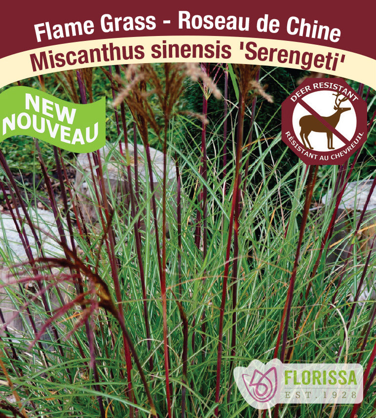 Miscanthus - sinensis Serengeti