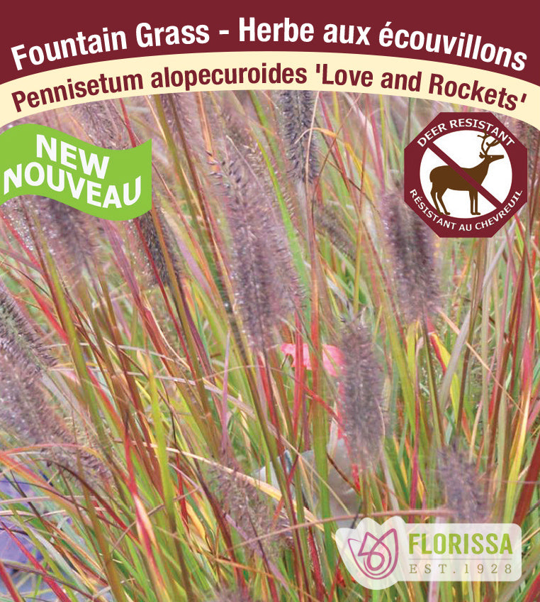 Pennisetum - alopecuroides Love and Rockets