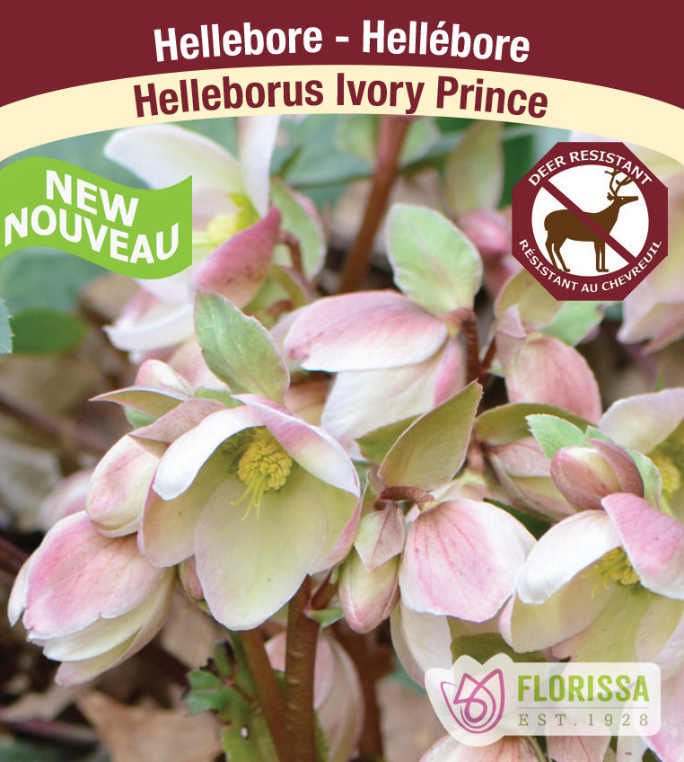 Helleborus - Ivory Prince