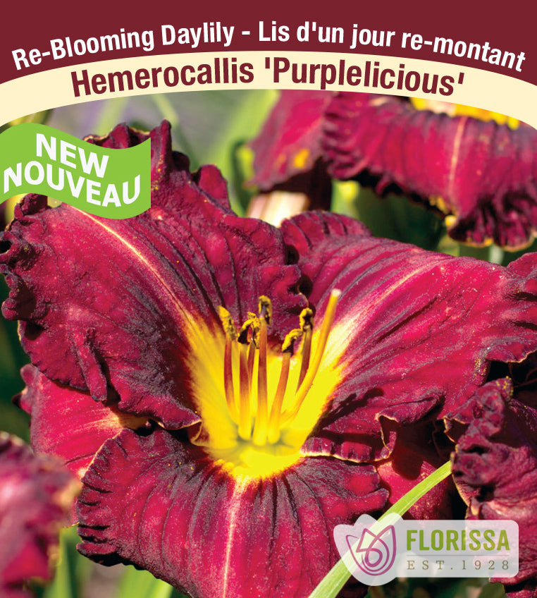Hemerocallis - Purplelicious
