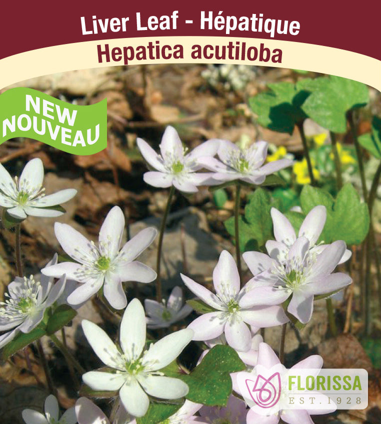 Hepatica - acutiloba