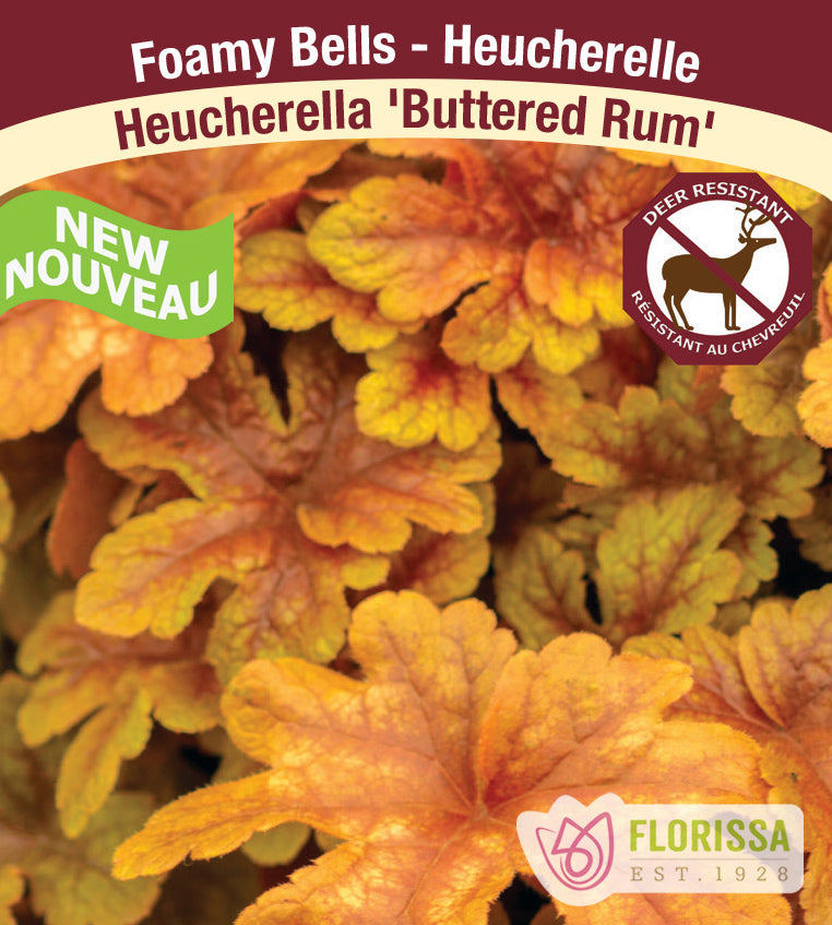 Heucherella - Buttered Rum