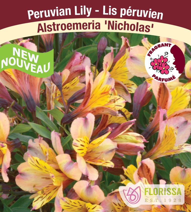 Alstroemeria - Nicholas
