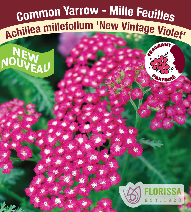 Achillea - New Vintage Violet