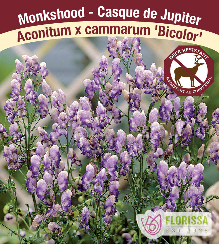 Aconitum - Bicolor