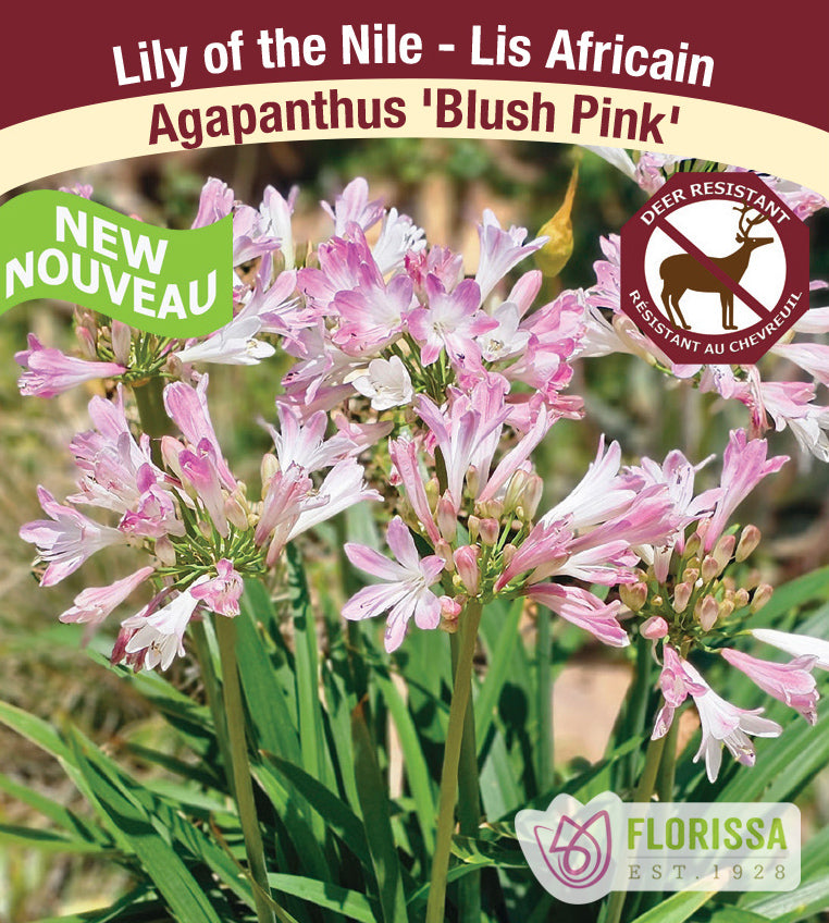 Agapanthus - Blush Pink