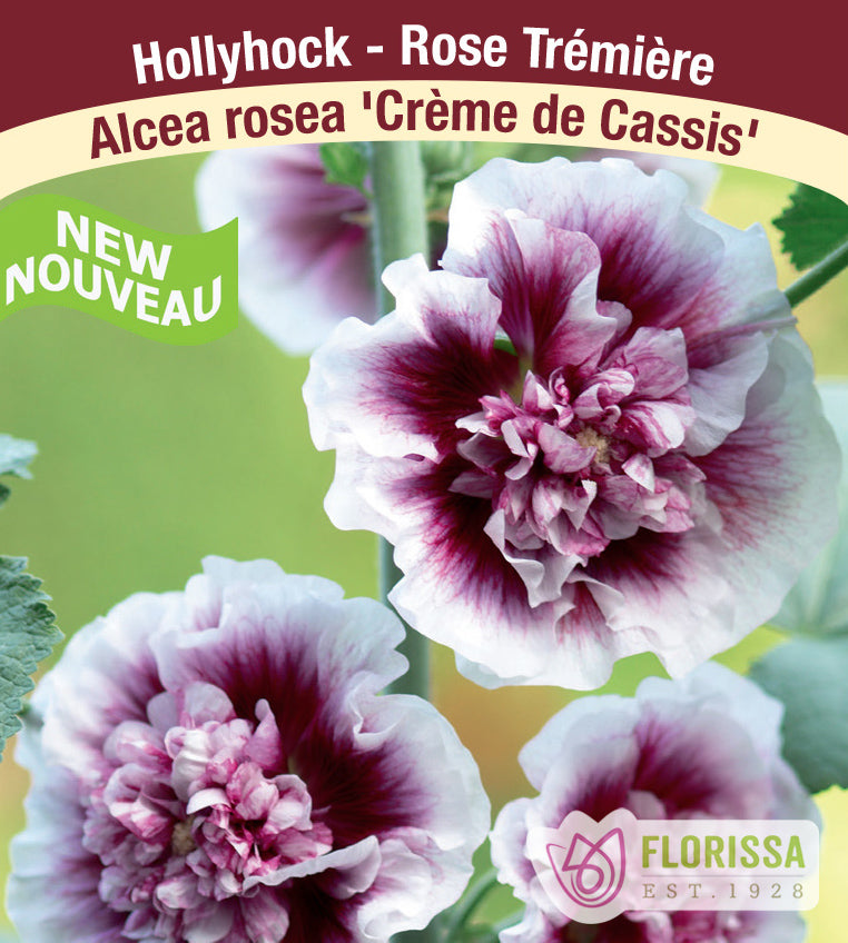 Alcea - rosea Crème de Cassis