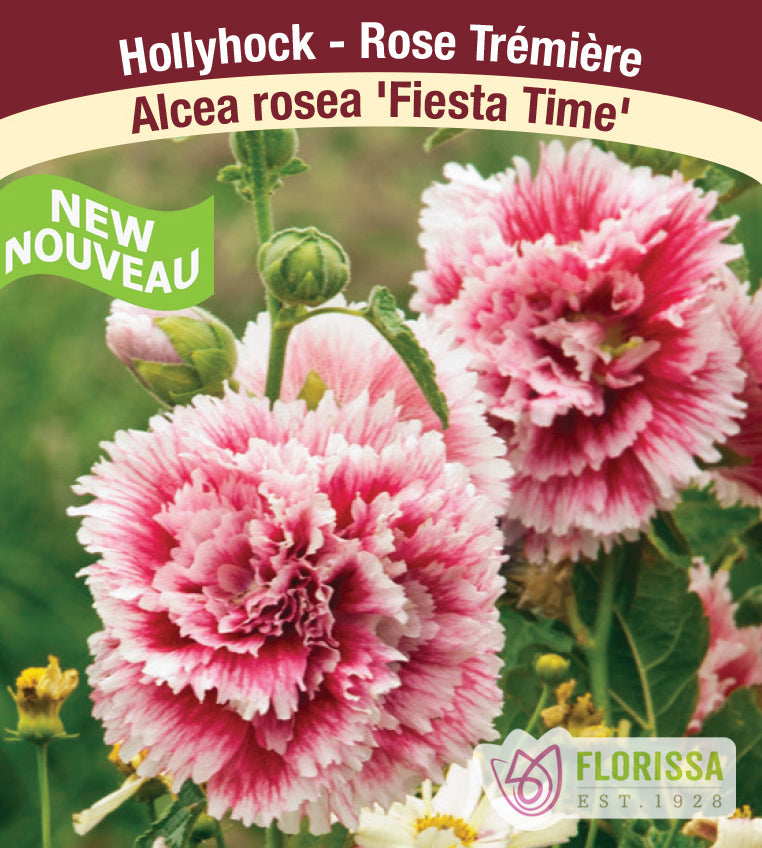 Alcea - rosea Fiesta Time