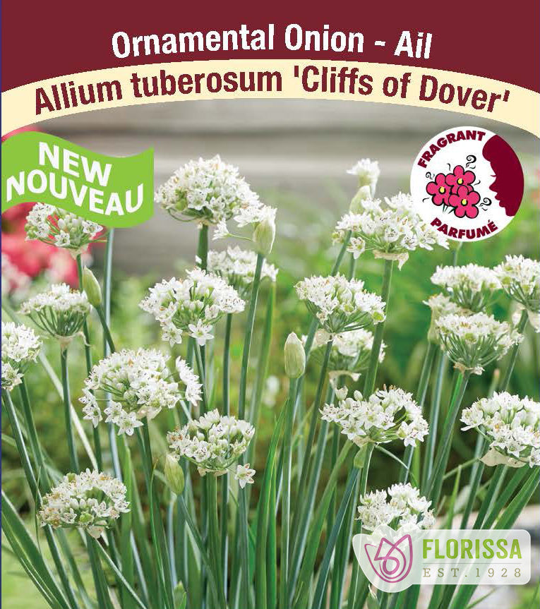 Allium - Cliffs of Dover