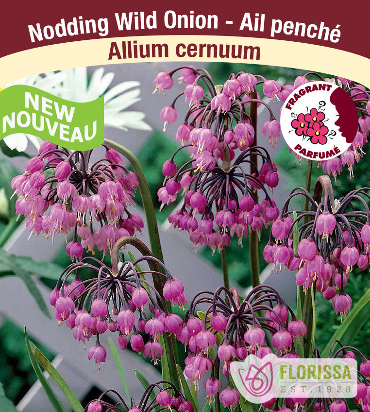 Allium - cernuum
