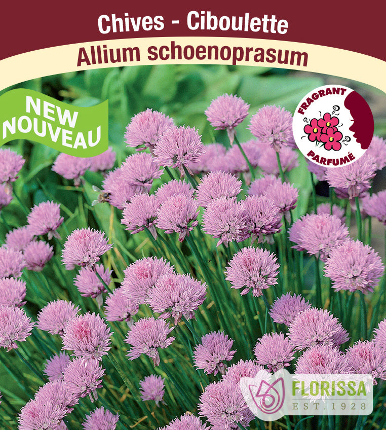 Allium - schoenoprasum