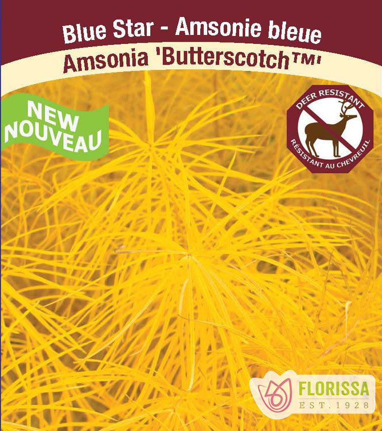 Amsonia - Butterscotch