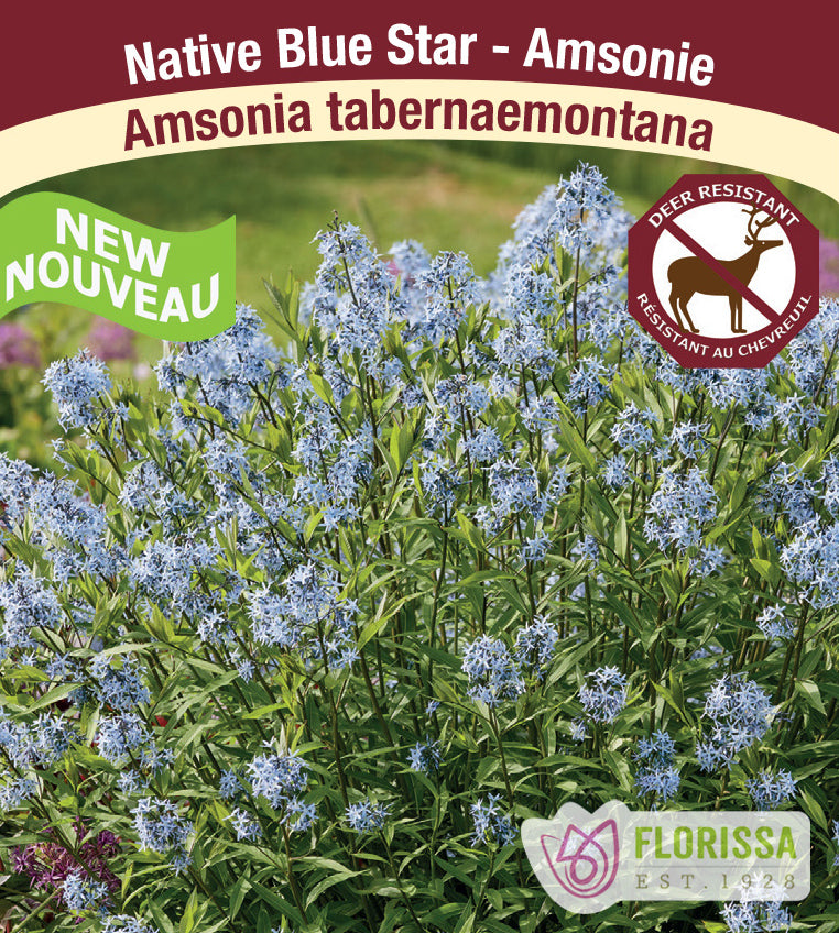Amsonia - tabernaemontana (native)
