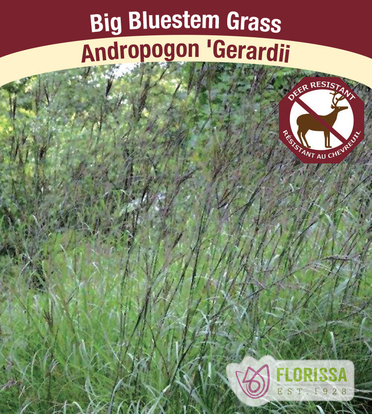Andropogon - gerardii