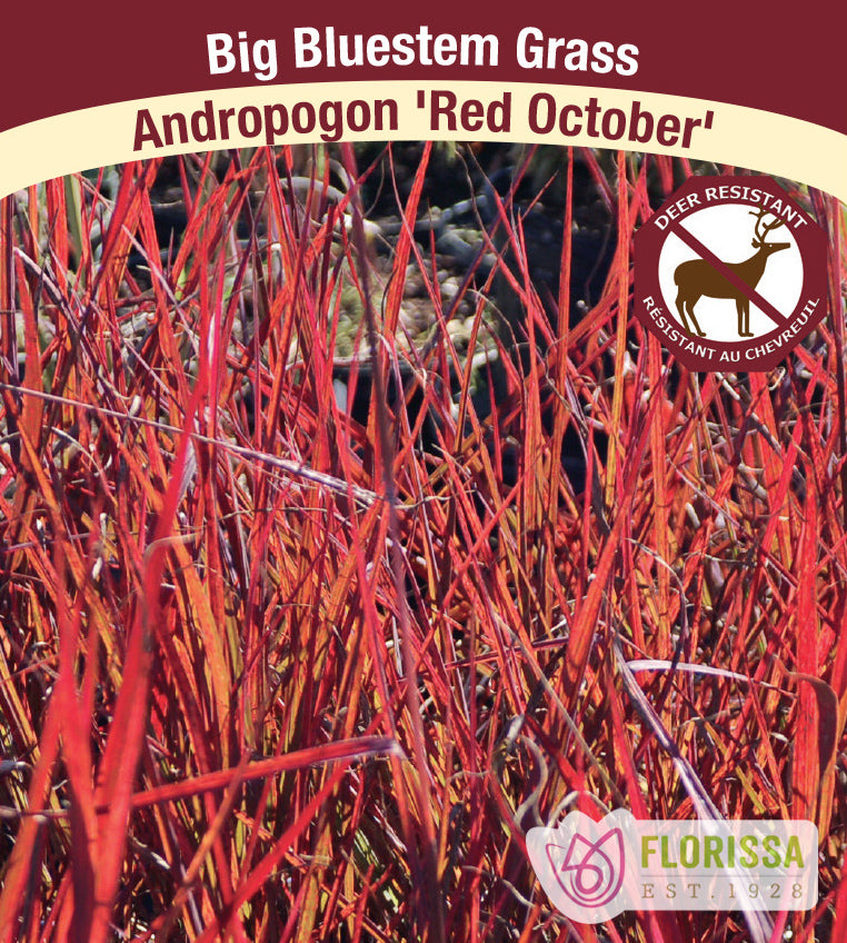 Andropogon - Red October