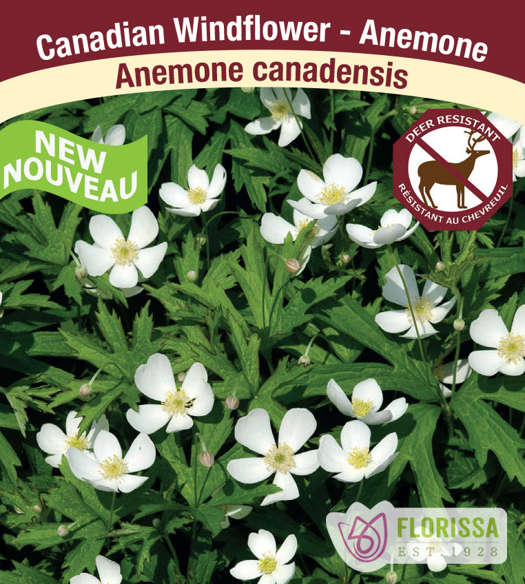 Anemone - canadensis
