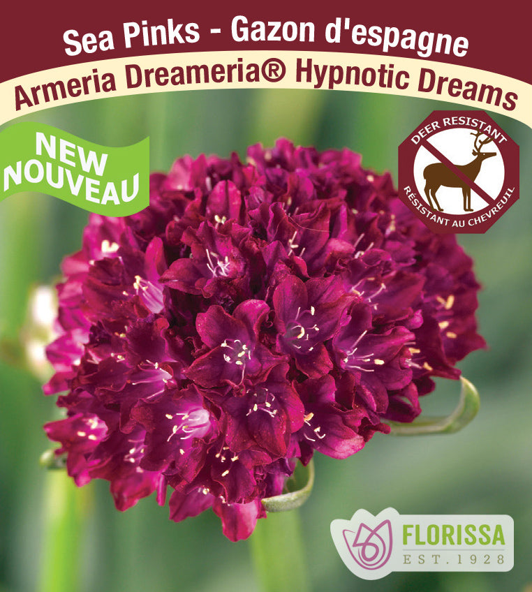 Armeria maritima - Dreameria® Hypnotic Dreams