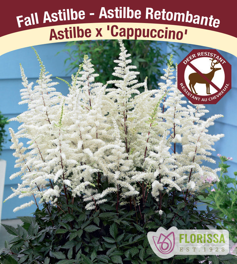 Astilbe - Arendsii 2-3 Eyes - Cappuccino