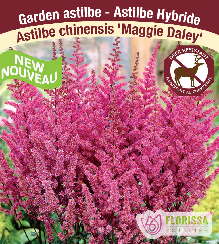 Astilbe - Chinensis 2-3 Eyes -  Maggie Daley