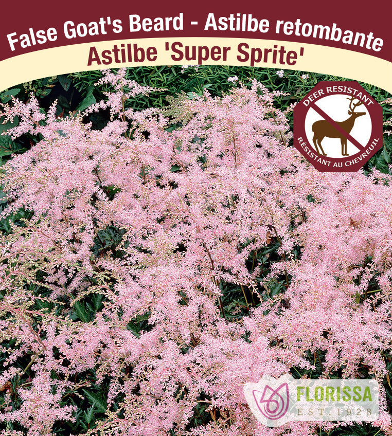 Astilbe - Simplicifolia 2-3 Eyes - Super Sprite