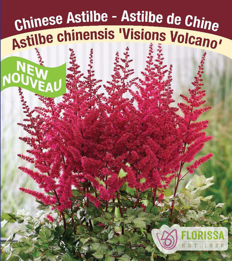 Astilbe - Vision Series 2-3 Eyes - Visions Volcano