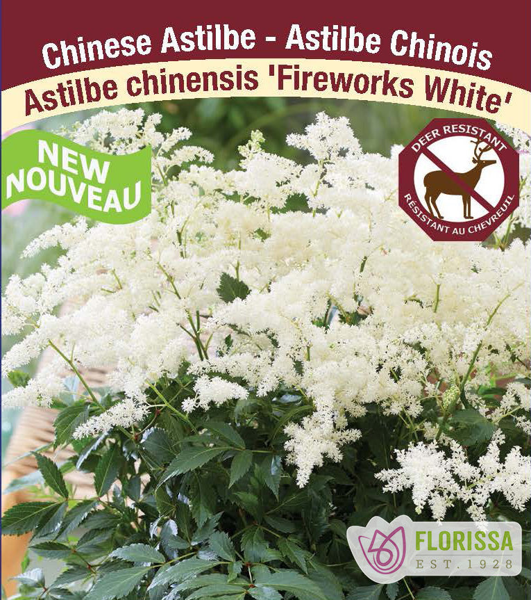 Astilbe - Chinensis 2-3 Eyes -  Fireworks White