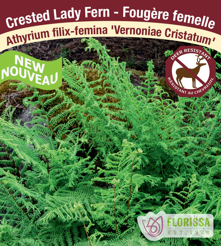 Athyrium - filix-femina Vernoniaea Cristatum