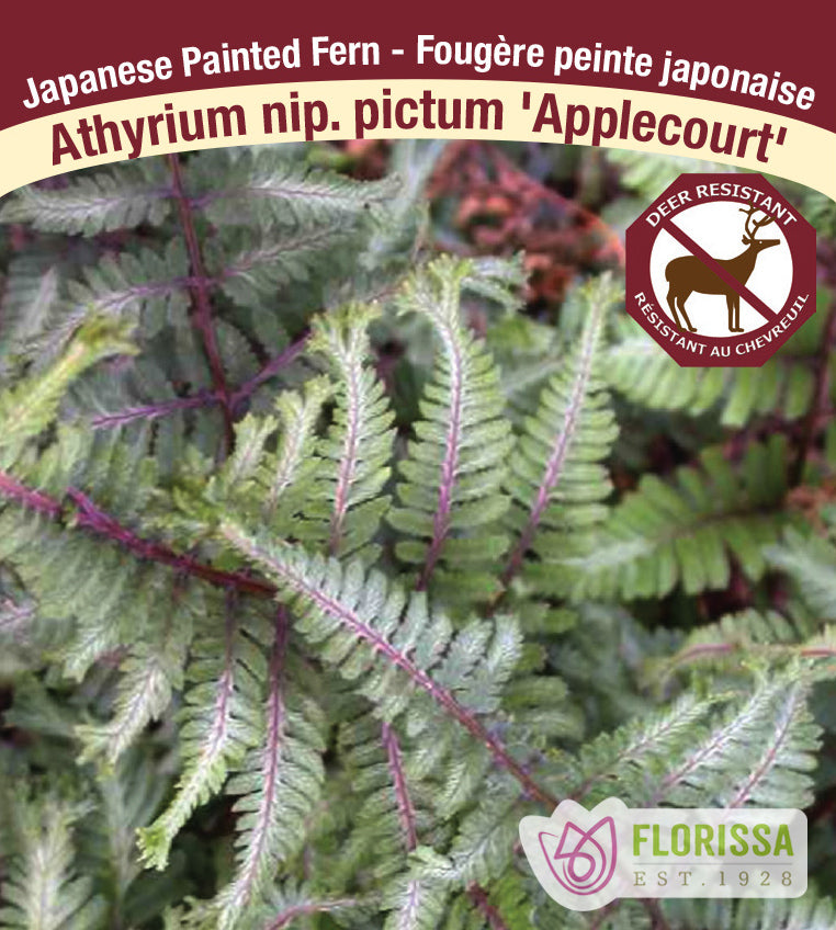 Athyrium - nip. Applecourt