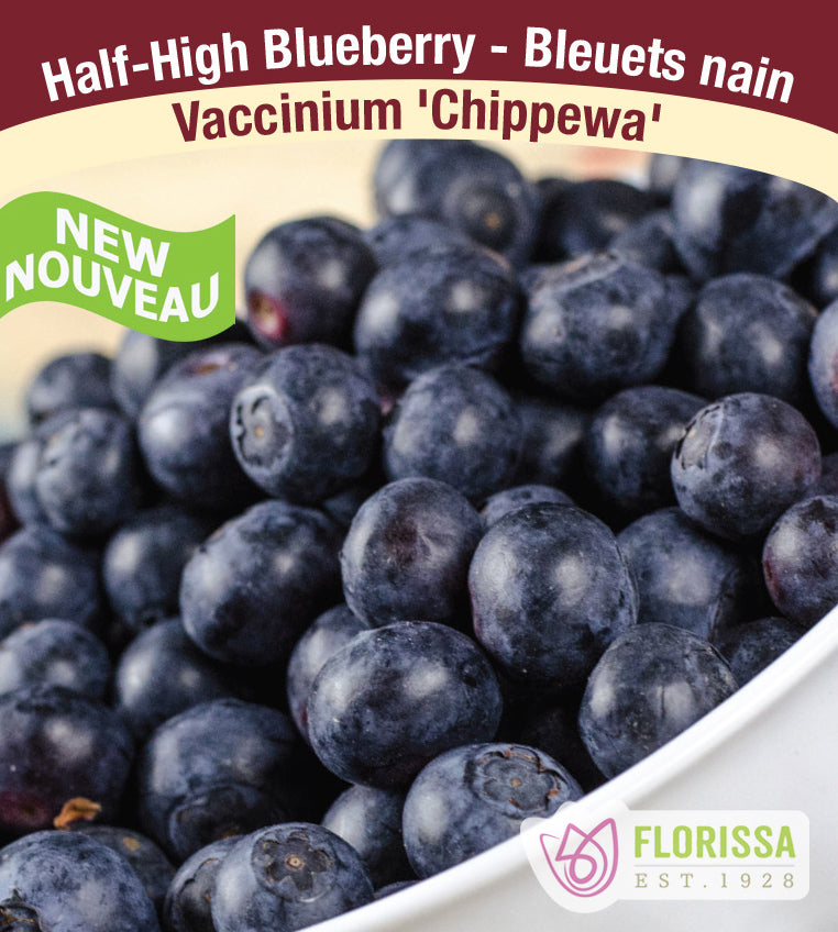 Blueberry - Chippewa Retail Pot