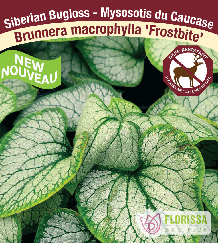 Brunnera - mac. Frostbite