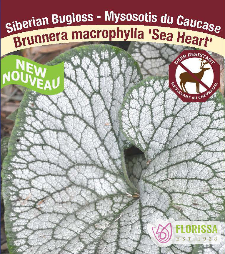 Brunnera - mac. Sea Heart