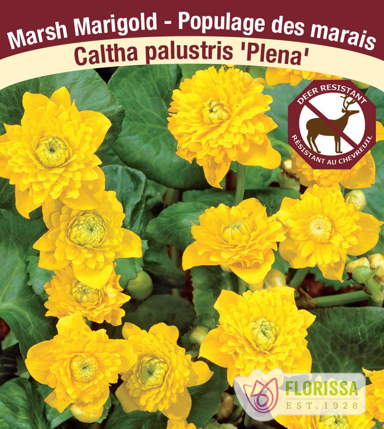Caltha - palustris Plena