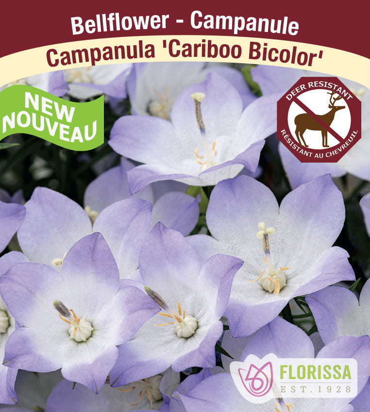 Campanula - Cariboo Bicolor