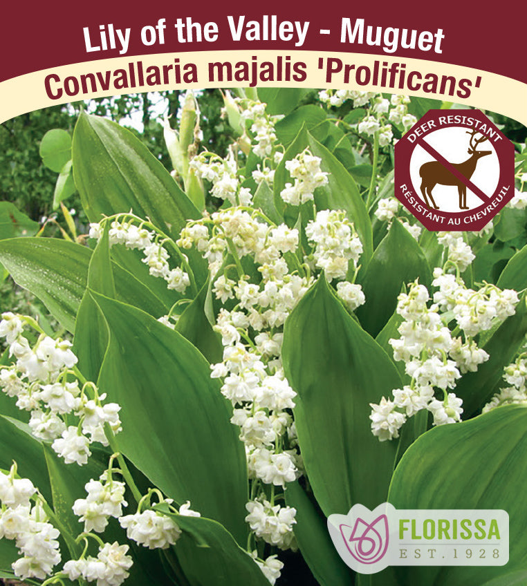 Convallaria - majalis Prolificans