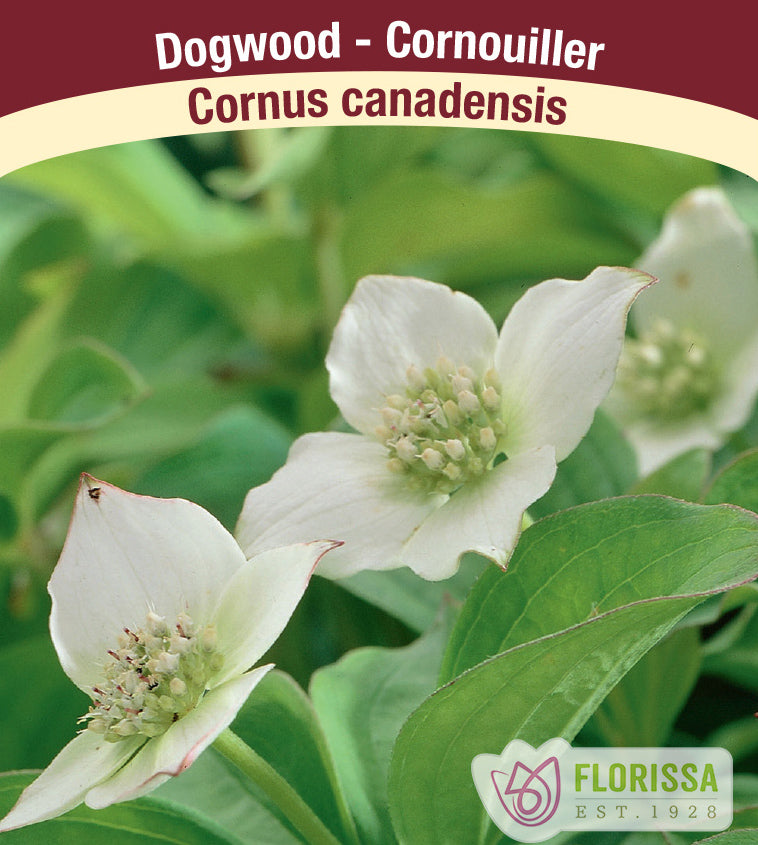 Cornus - canadensis