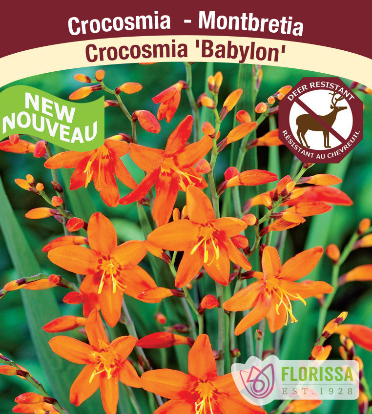 Crocosmia - Babylon