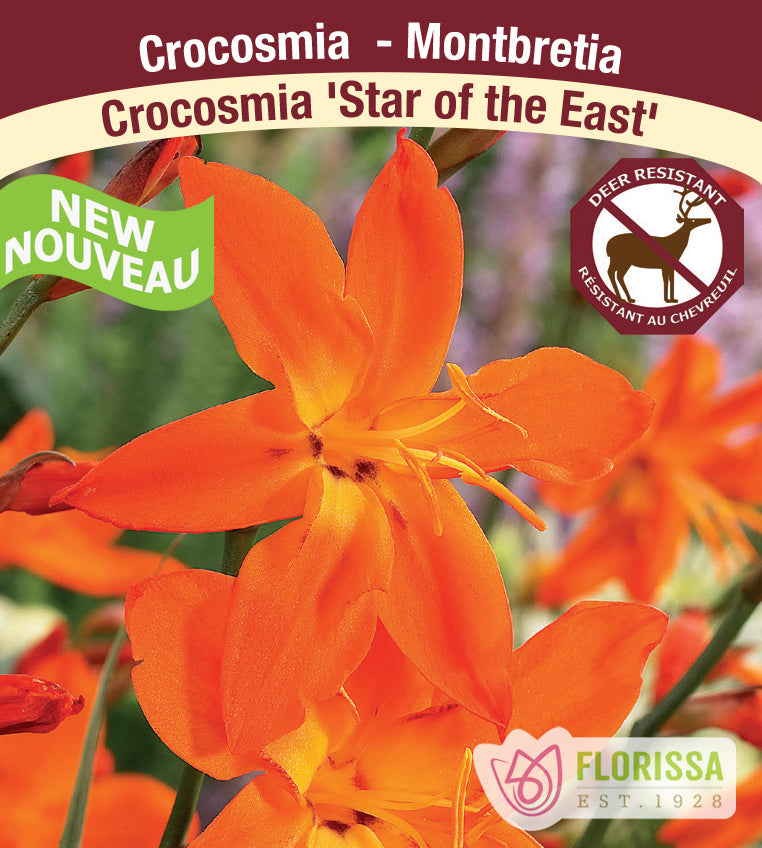 Crocosmia - Star of the East