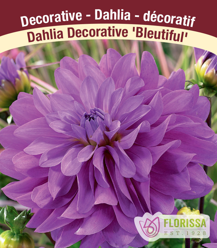Dahlia Decorative - Bluetiful Bulk