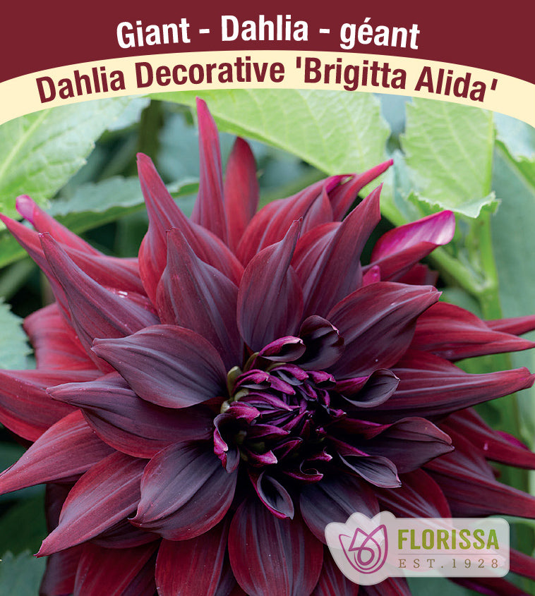 Dahlia Giant Dinnerplate - Brigitta Alida Bulk