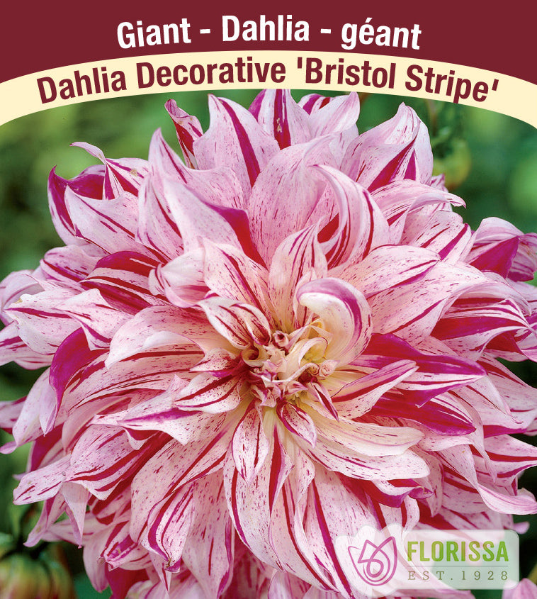 Dahlia Giant Dinnerplate - Bristol Stripe Bulk